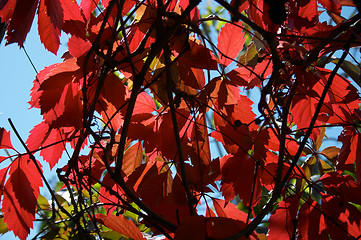 Image showing Red leaves