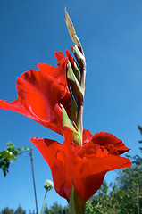 Image showing Red gladiolus and blue sky.