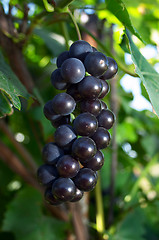 Image showing Grape