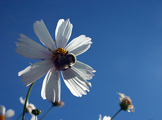 Image showing Cosmea flower