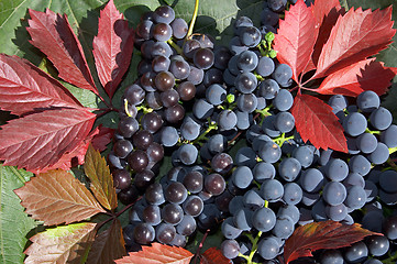 Image showing Grape and red leaves