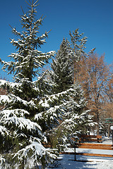 Image showing Early snow