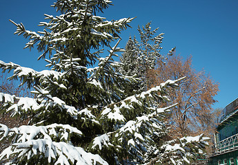 Image showing Early snow