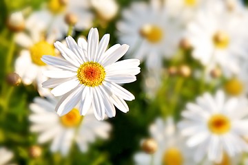 Image showing Daisy Flowers