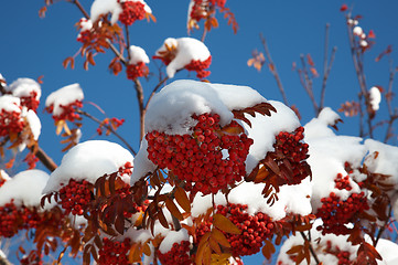 Image showing Ashberry under snow