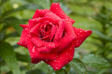 Image showing Flowering roses after the rain