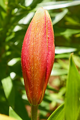 Image showing Pink lily bud in flowerbed