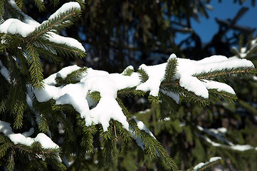 Image showing Early snow