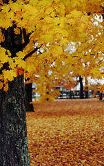 Image showing Autumn scene with tree in the foreground