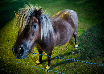 Image showing Inquisitve horse in the evening