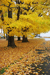 Image showing Fall