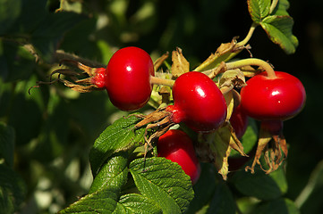 Image showing Rosehip