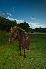 Image showing Brown horse in evening light