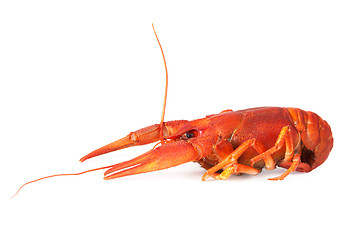 Image showing One boiled crawfish