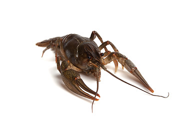 Image showing Crawfish on white background