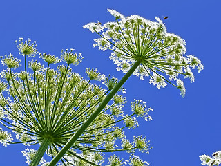 Image showing Giant Hogweed, in Latin: heracleum sphondylium