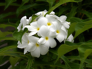 Image showing White Plumeria