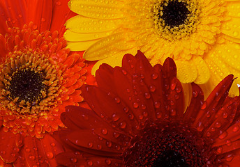 Image showing Red, Orange and Yellow gerbera background