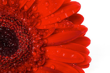 Image showing Red gerbera flower closeup