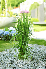 Image showing Ornamental grass in garden