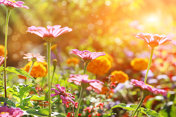 Image showing Abstract flowerbed in sunny day