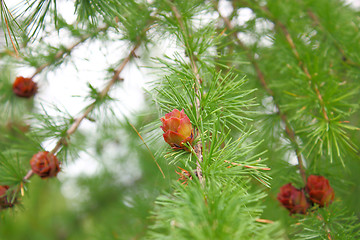 Image showing Branches of a pine with cones