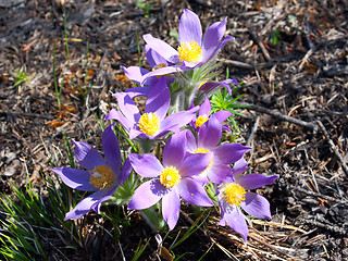 Image showing beautiful colors against the blue sky in the summer