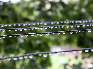 Image showing Water drops