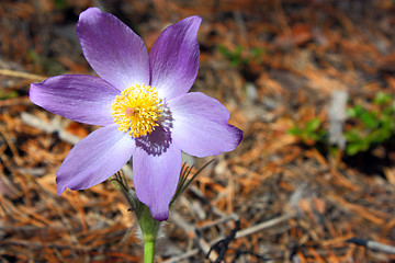 Image showing beautiful colors against the blue sky in the summer