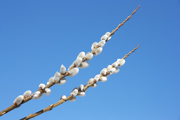 Image showing willow branch against the blue sky 