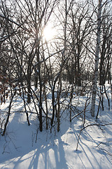 Image showing White winter morning in the park