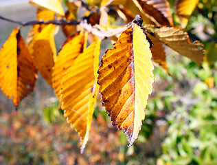 Image showing Beautiful autumn time