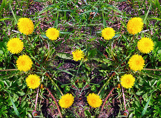 Image showing The heart made of yellow dandelions on green grass