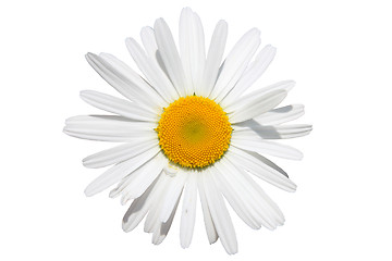 Image showing chamomile flower isolated