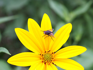 Image showing Yellow flower