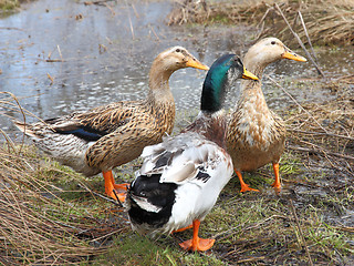 Image showing Three beautiful ducks on the lake