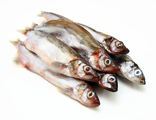 Image showing Capelin fish isolated on the white background