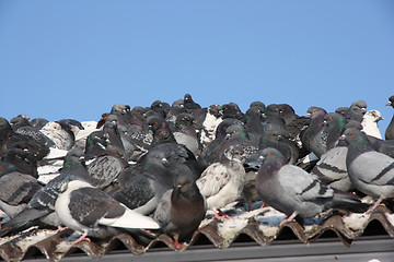 Image showing pigeon