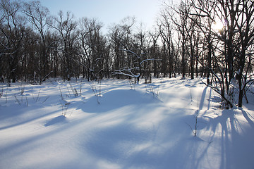 Image showing White winter morning in the park