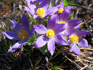 Image showing beautiful colors against the blue sky in the summer