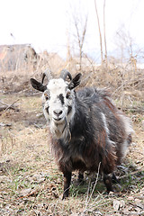 Image showing bearded goat 