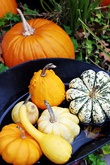 Image showing Pumpkins