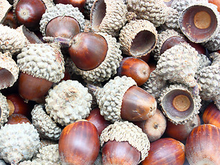 Image showing acorns on the white background