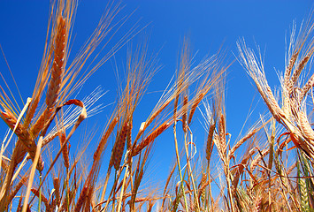 Image showing gold ears of wheat under deep blue sky