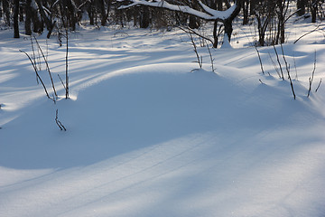 Image showing The big snowdrift in winter wood 