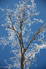 Image showing Tree branches covered with hoarfrost