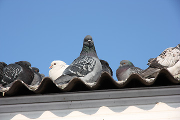 Image showing pigeon