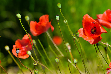 Image showing Poppy flowers