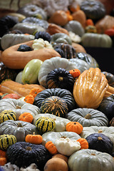 Image showing Crop of pumpkins, squash and gourd