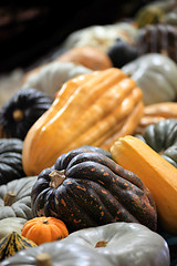 Image showing Variety of pumpkins